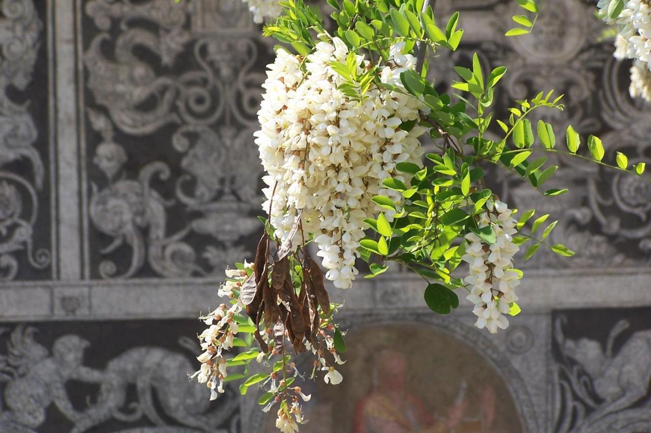 דירות Acacia Firenze - Primula מראה חיצוני תמונה